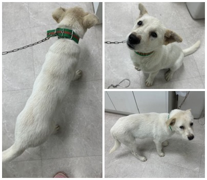 논산시 동물보호센터_444454202400984