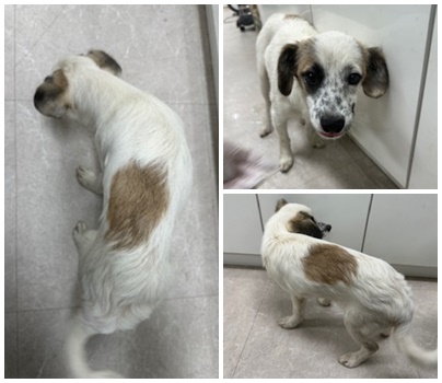 논산시 동물보호센터_444454202400986