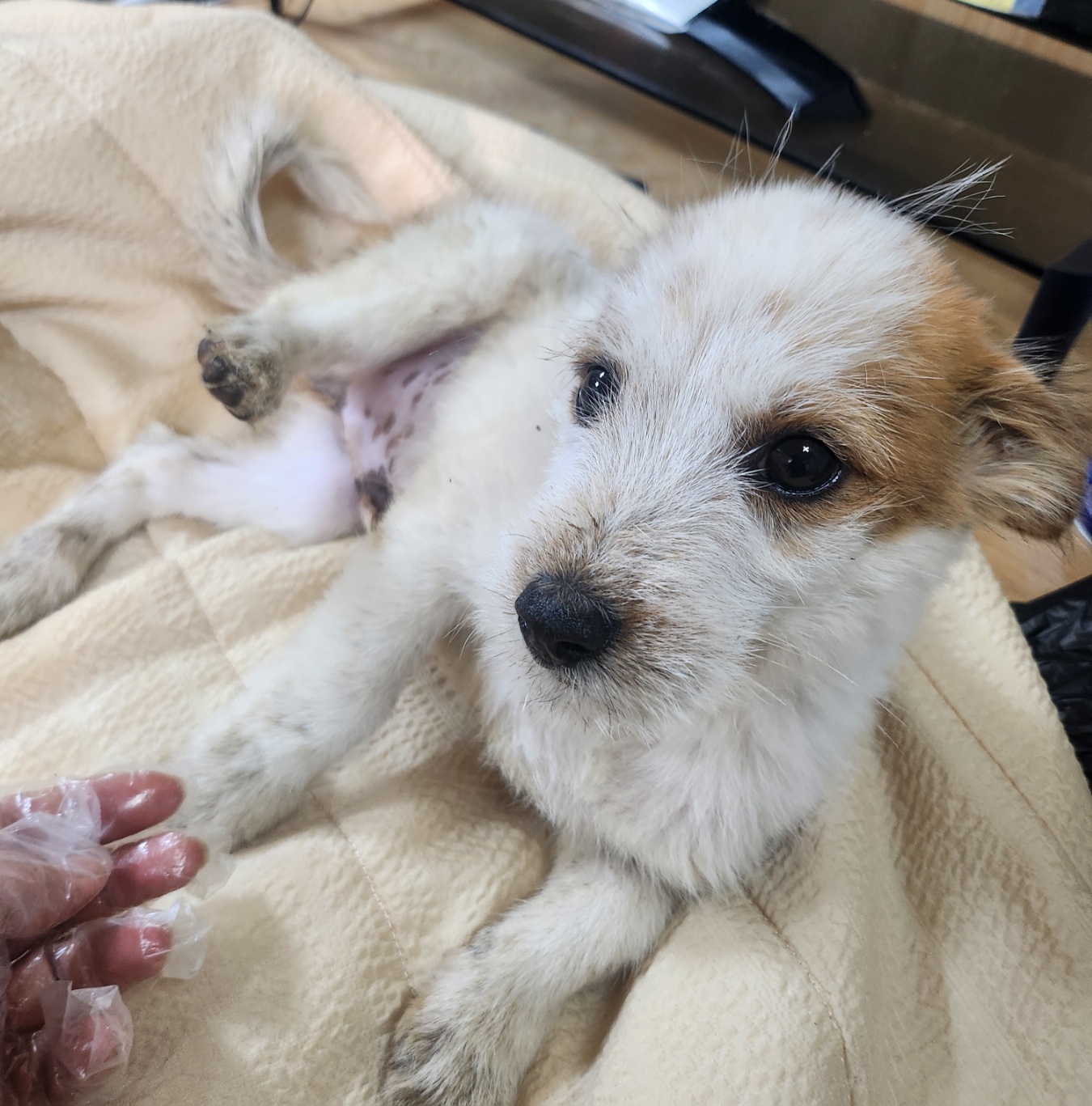 울산유기동물보호센터_431372202400592