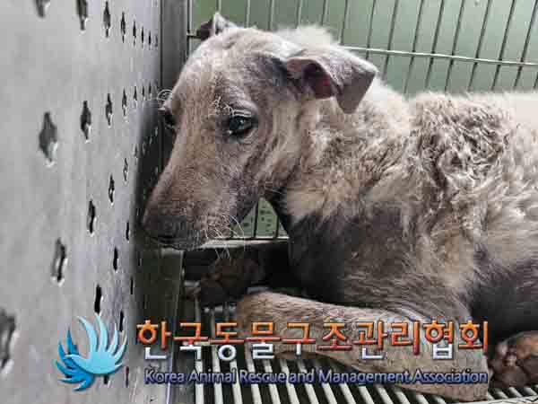한국동물구조관리협회_441409202401623