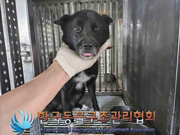 한국동물구조관리협회_441409202401622