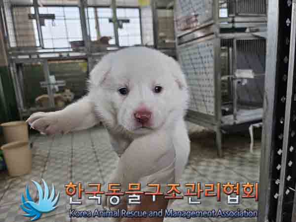 한국동물구조관리협회_441559202401113