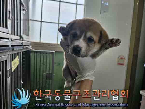 한국동물구조관리협회_441559202401114