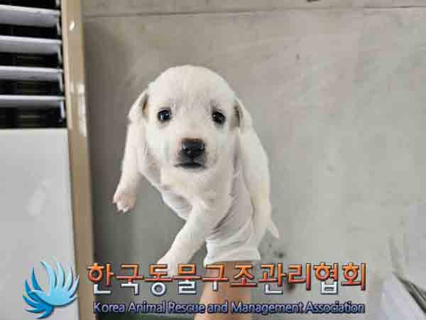 한국동물구조관리협회_441559202401119