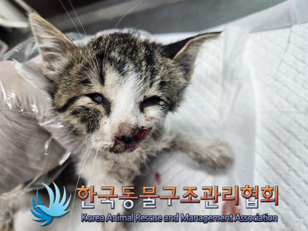 한국동물구조관리협회_411300202400449
