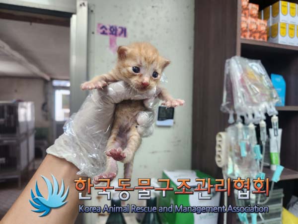 한국동물구조관리협회_441560202401292