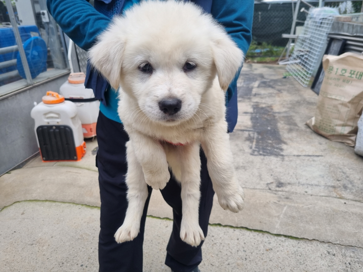 양산시 동물보호센터_448538202400722