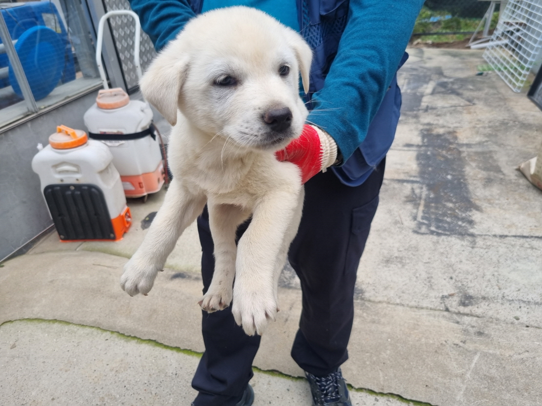 양산시 동물보호센터_448538202400721