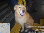 대전동물보호센터_430365202400518