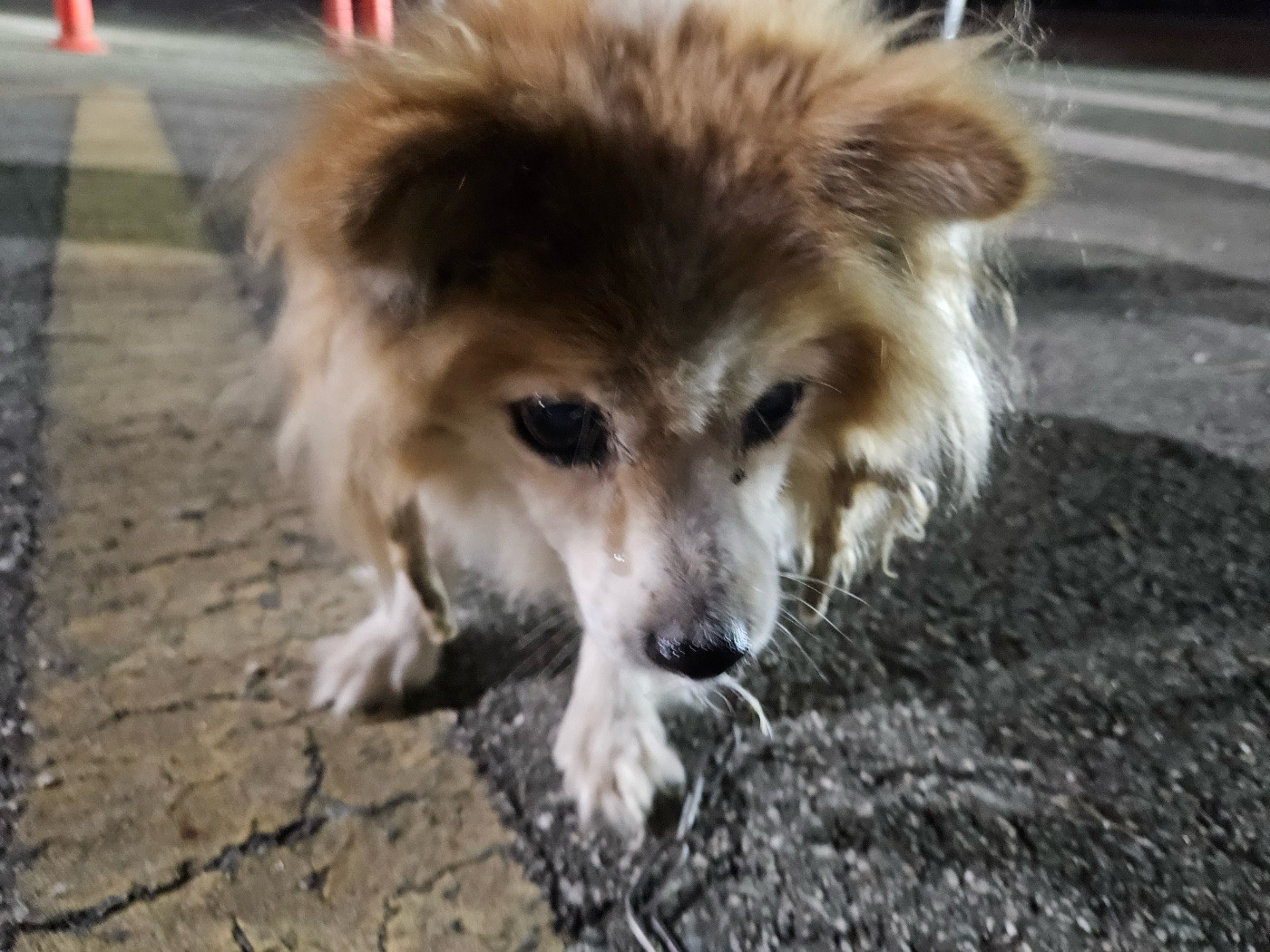 진안군유기동물보호소_445473202400622