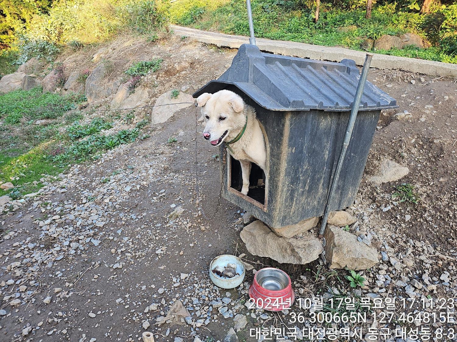 대전동물보호센터_430364202400771