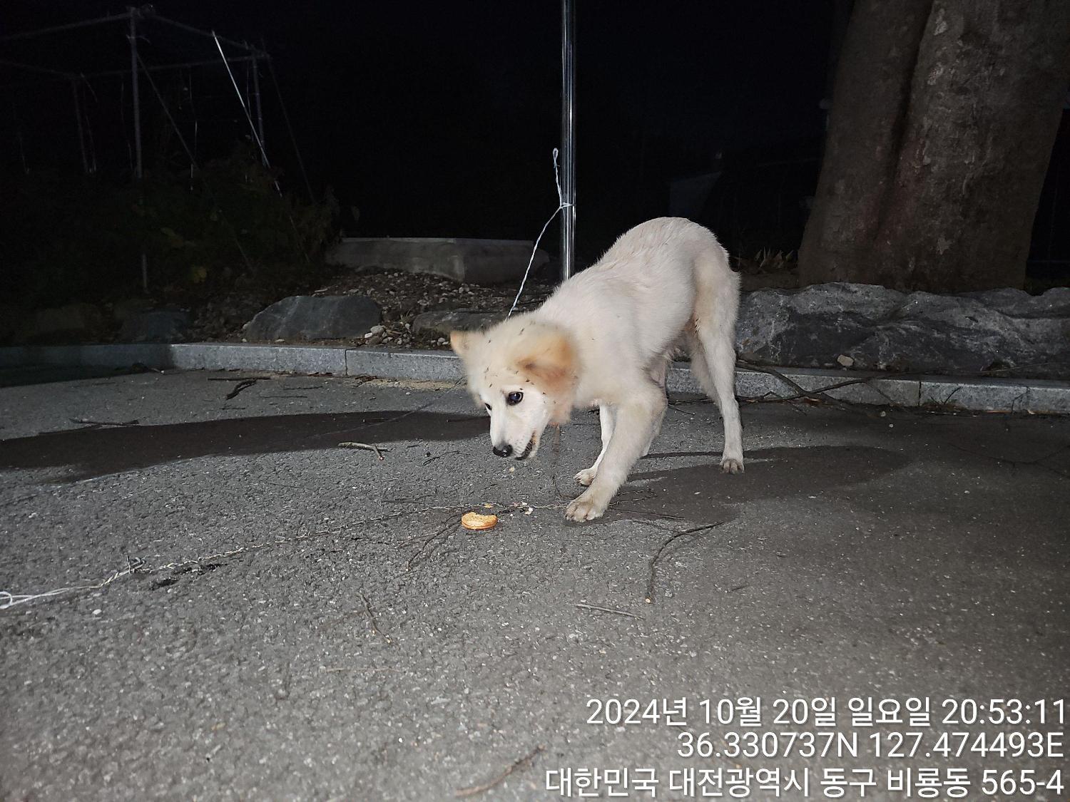 대전동물보호센터_430364202400773