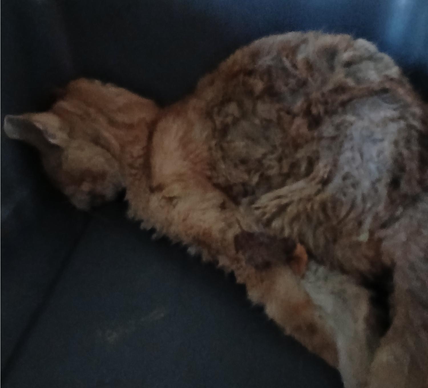 대구유기동물보호센터_427342202400902