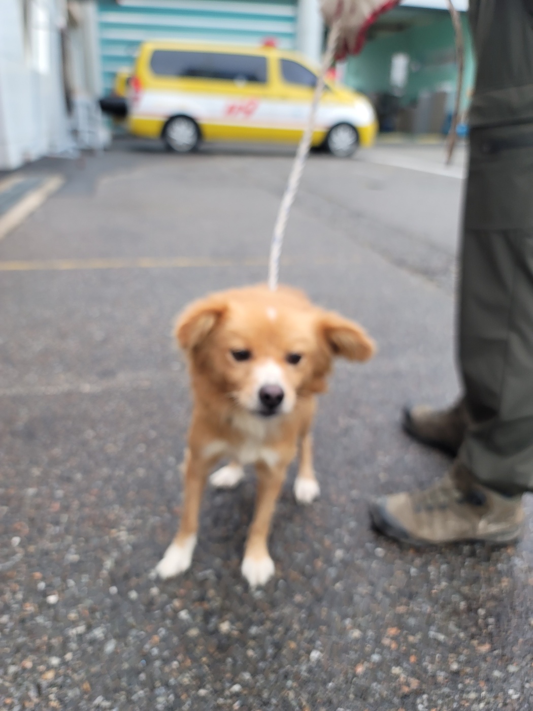 증평 가정견 훈련소_443445202400600