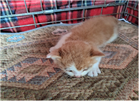 유기동물및관리협회_448535202401278