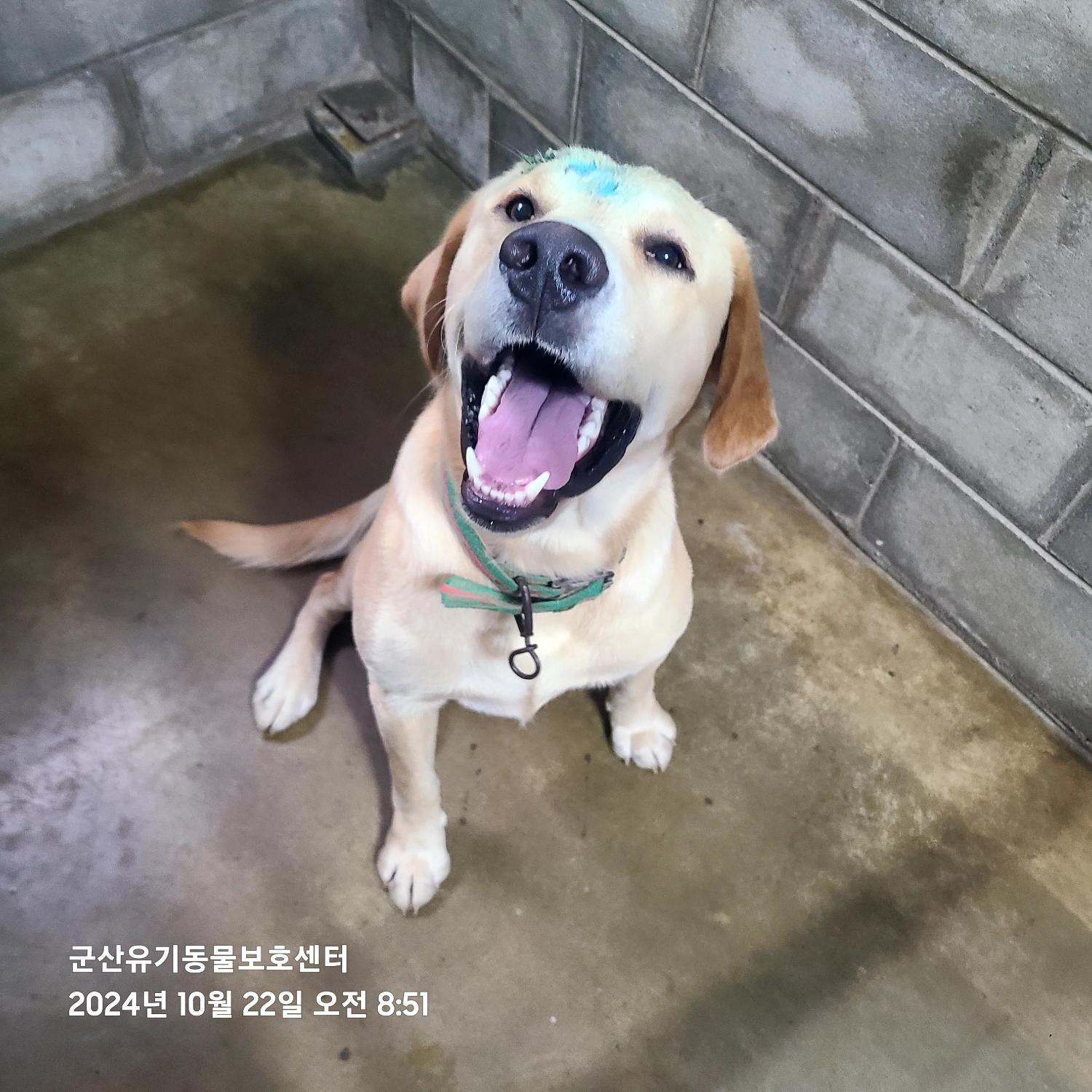 군산유기동물보호센터_445467202402100