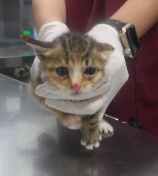 제주 동물보호센터_450650202403137