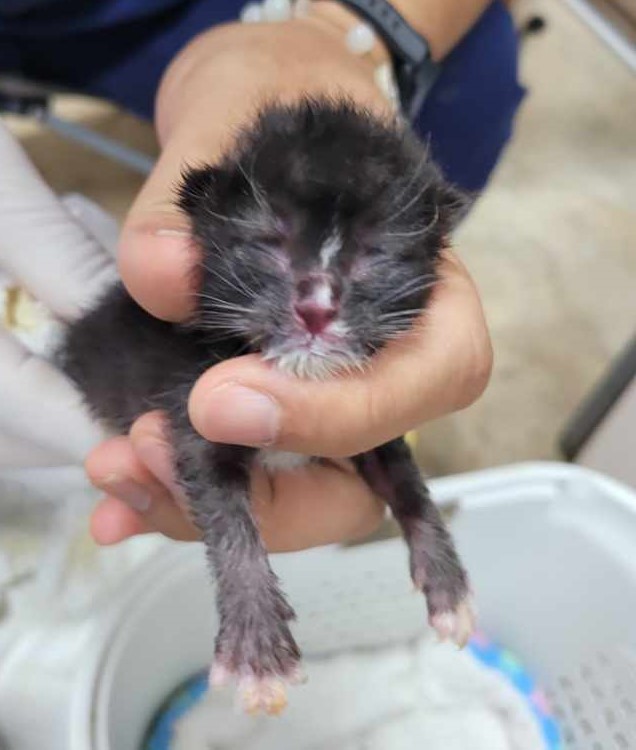 제주 동물보호센터_450650202403147