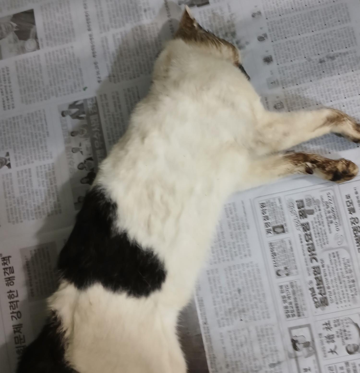 대구유기동물보호협회_427347202400930