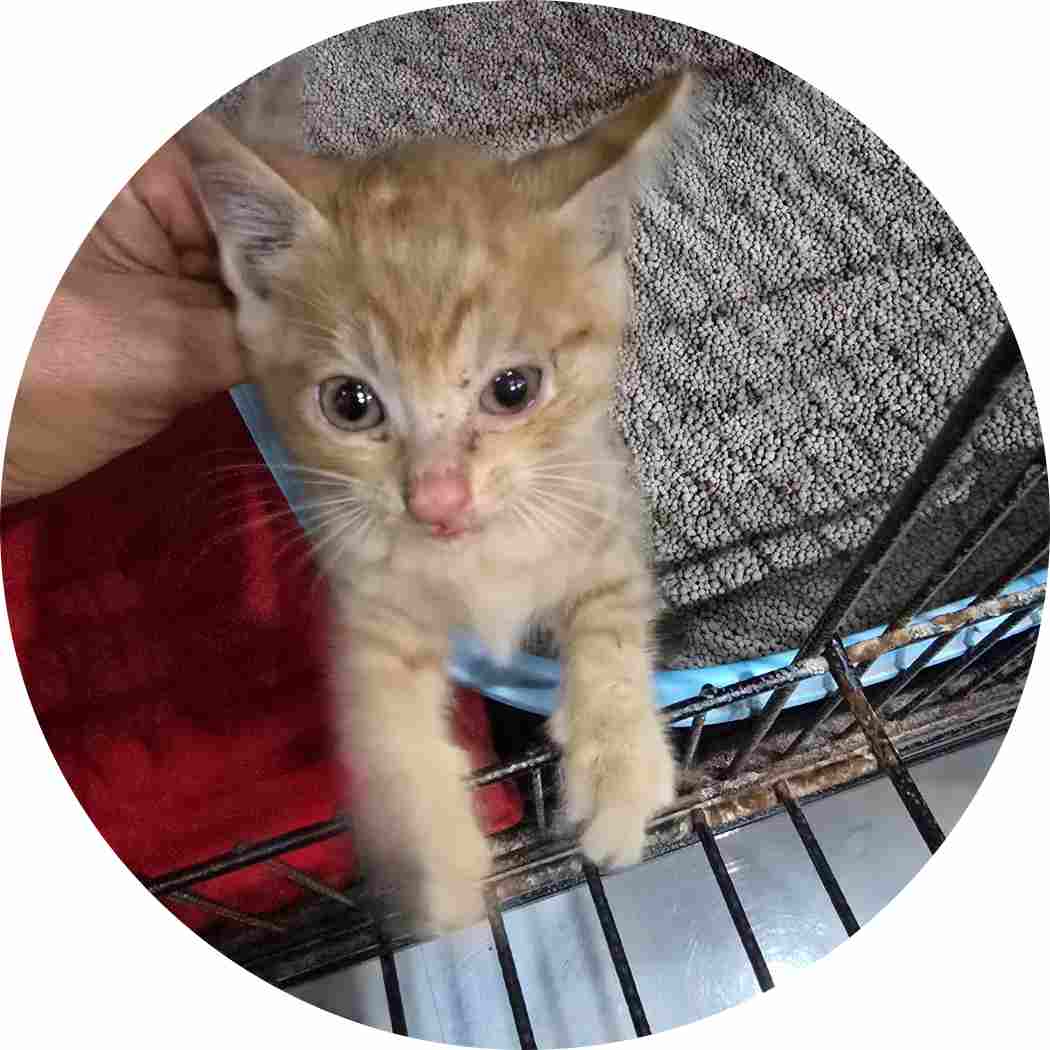 군산유기동물보호센터_445467202402099