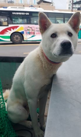 함양군위탁보호소_448546202400490