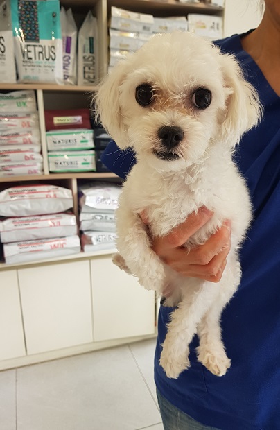 조재진동물병원_428354202401287