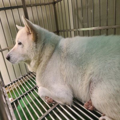 (사)동부동물보호협회_426331202400537