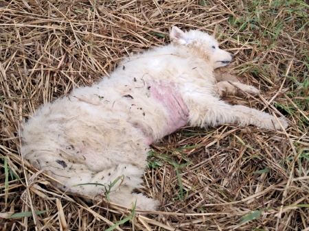 횡성유기동물보호센터_442426202400481