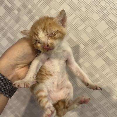 동부유기동물보호협회_426333202400662