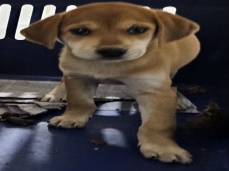 횡성유기동물보호센터_442426202400484