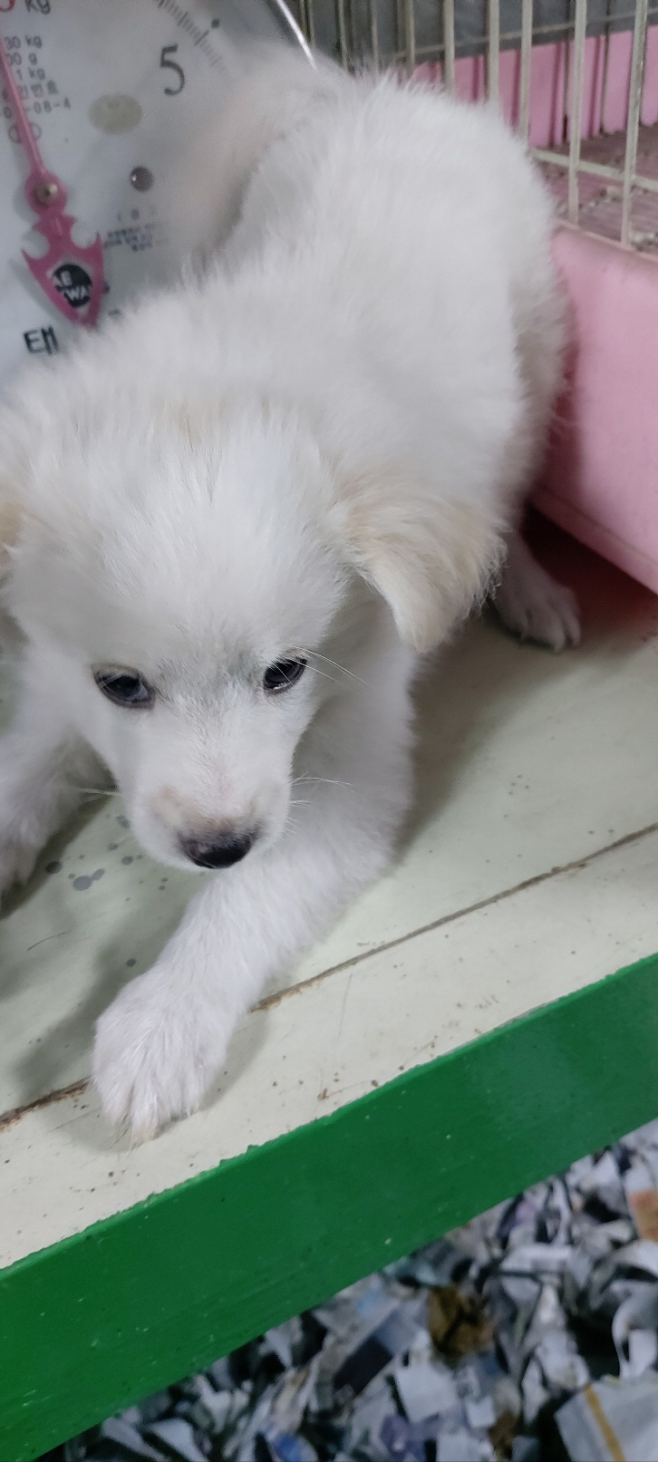 보령시유기동물보호소_444451202401202