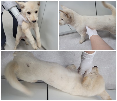 논산시 동물보호센터_444454202400992