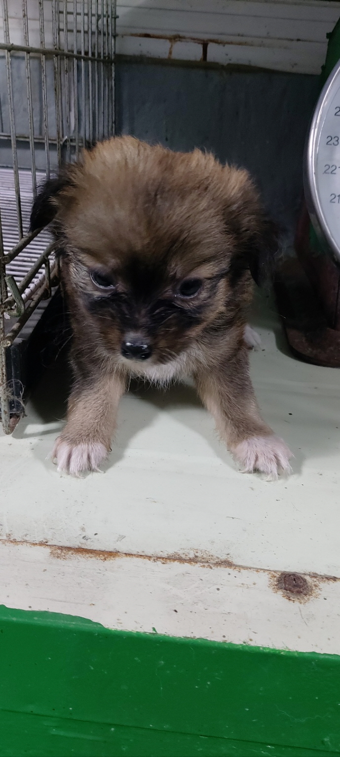 보령시유기동물보호소_444451202401205