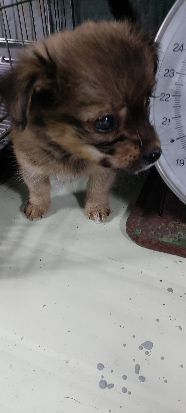 보령시유기동물보호소_444451202401204