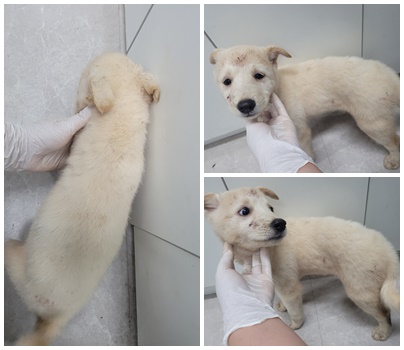 논산시 동물보호센터_444454202400995