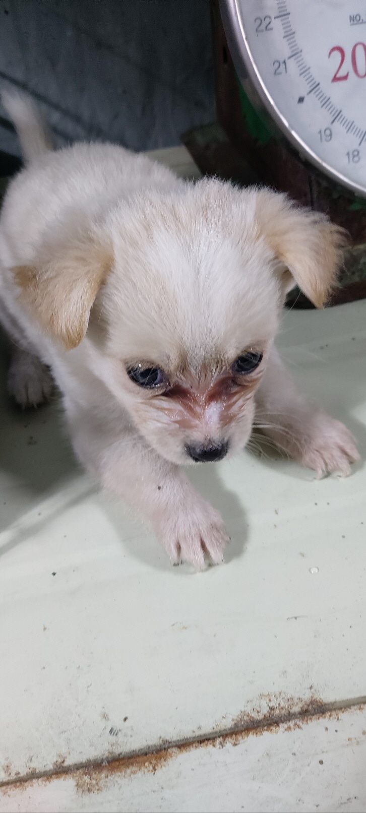 보령시유기동물보호소_444451202401206
