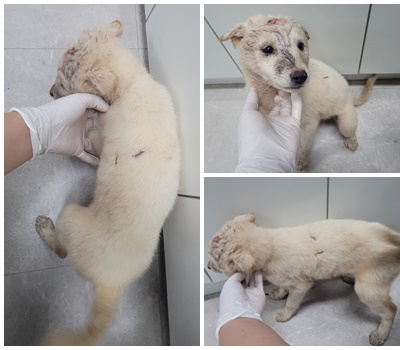 논산시 동물보호센터_444454202400993