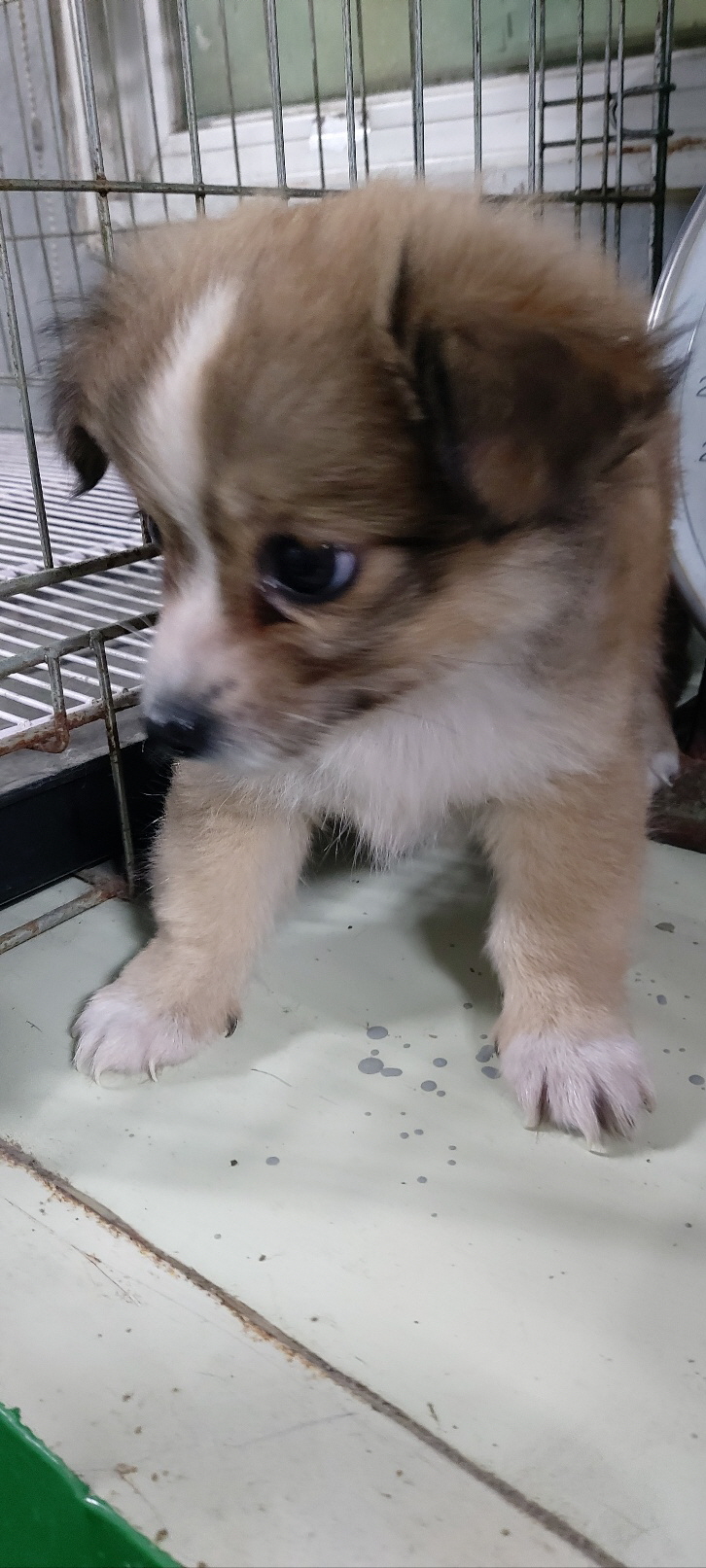 보령시유기동물보호소_444451202401203