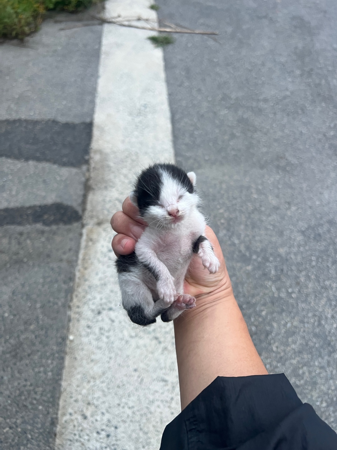 부산동물보호센터_426332202400638