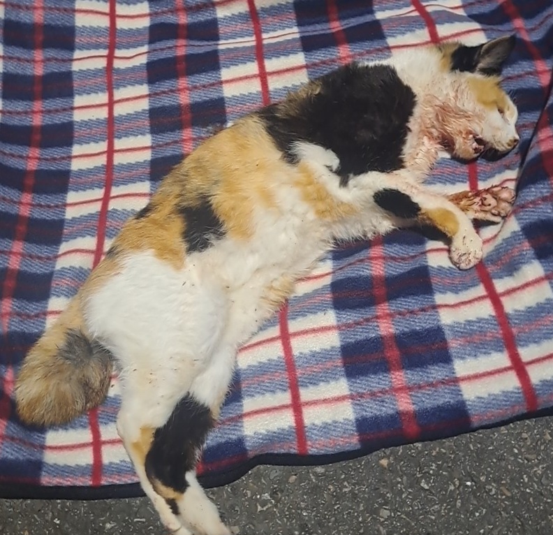 수원시 동물보호센터_441374202401405