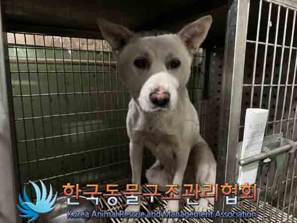 한국동물구조관리협회_441409202401633