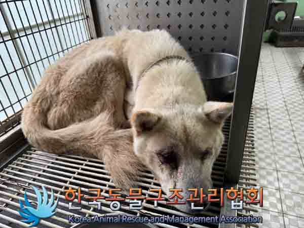 한국동물구조관리협회_441560202401294
