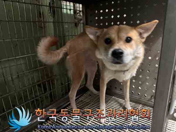 한국동물구조관리협회_411306202400835