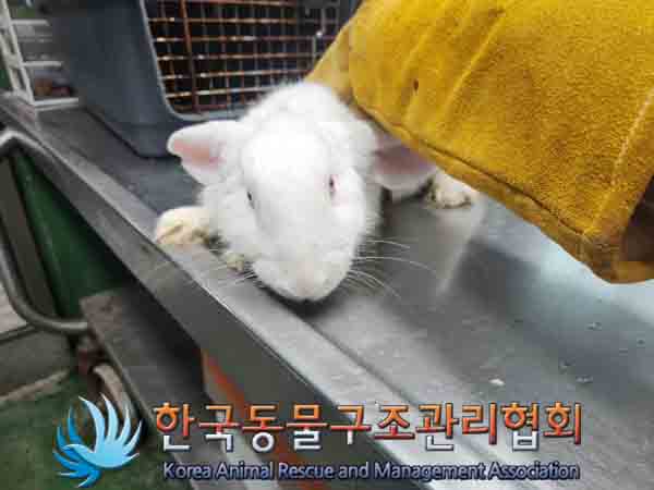 한국동물구조관리협회_441559202401146