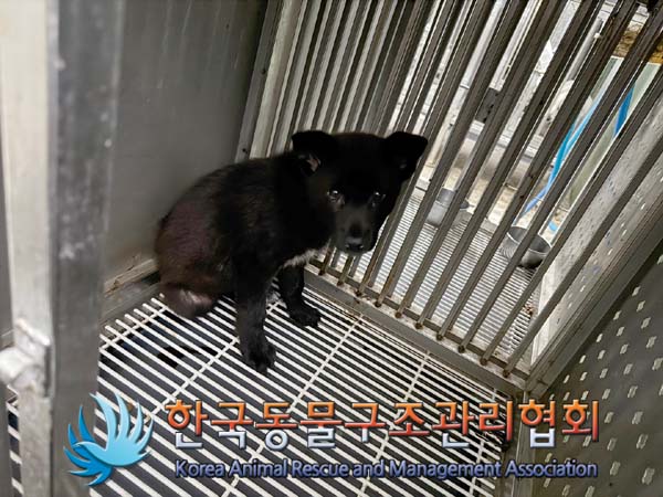 한국동물구조관리협회_441409202401631