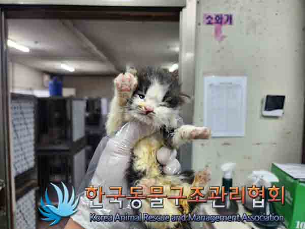 한국동물구조관리협회_411300202400451
