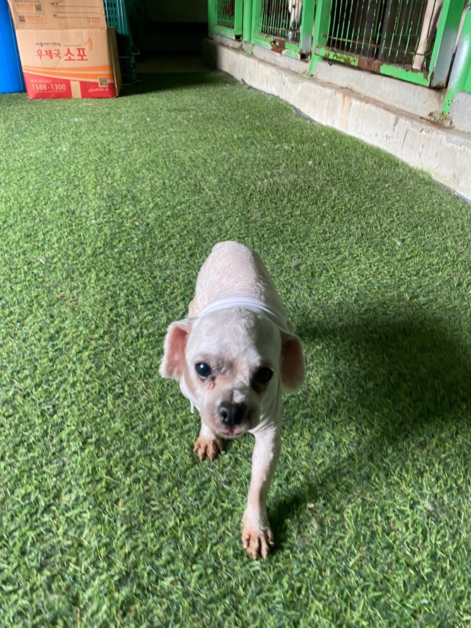순창유기동물보호소_445477202400039