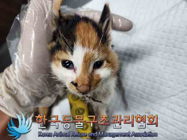 한국동물구조관리협회_441398202400459