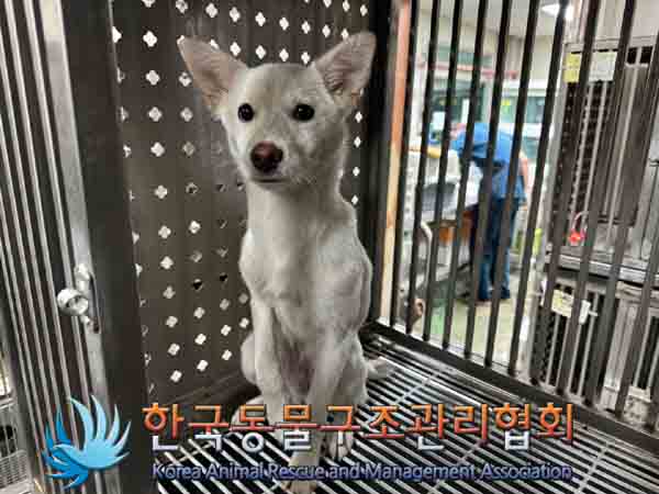 한국동물구조관리협회_411318202400423