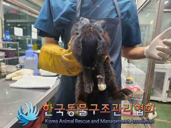 한국동물구조관리협회_441559202401147